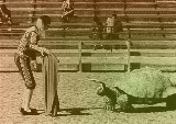TurtleRodeo.jpg