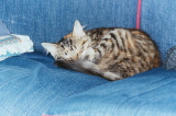 Previous