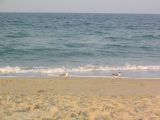 IMG_1247.JPG