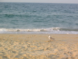 IMG_1262.JPG