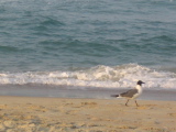 IMG_1236.JPG