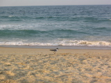 IMG_1238.JPG