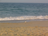 IMG_1239.JPG