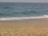 IMG_1241.JPG