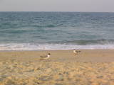 IMG_1242.JPG
