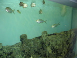 IMG_1175.JPG