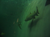IMG_1194.JPG