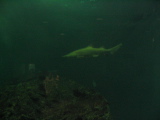 IMG_1195.JPG