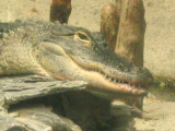 IMG_1166.JPG