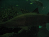 IMG_1200.JPG