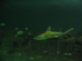 IMG_1203.JPG