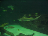 IMG_1204.JPG