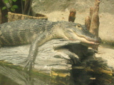 IMG_1167.JPG