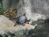 IMG_1170.JPG
